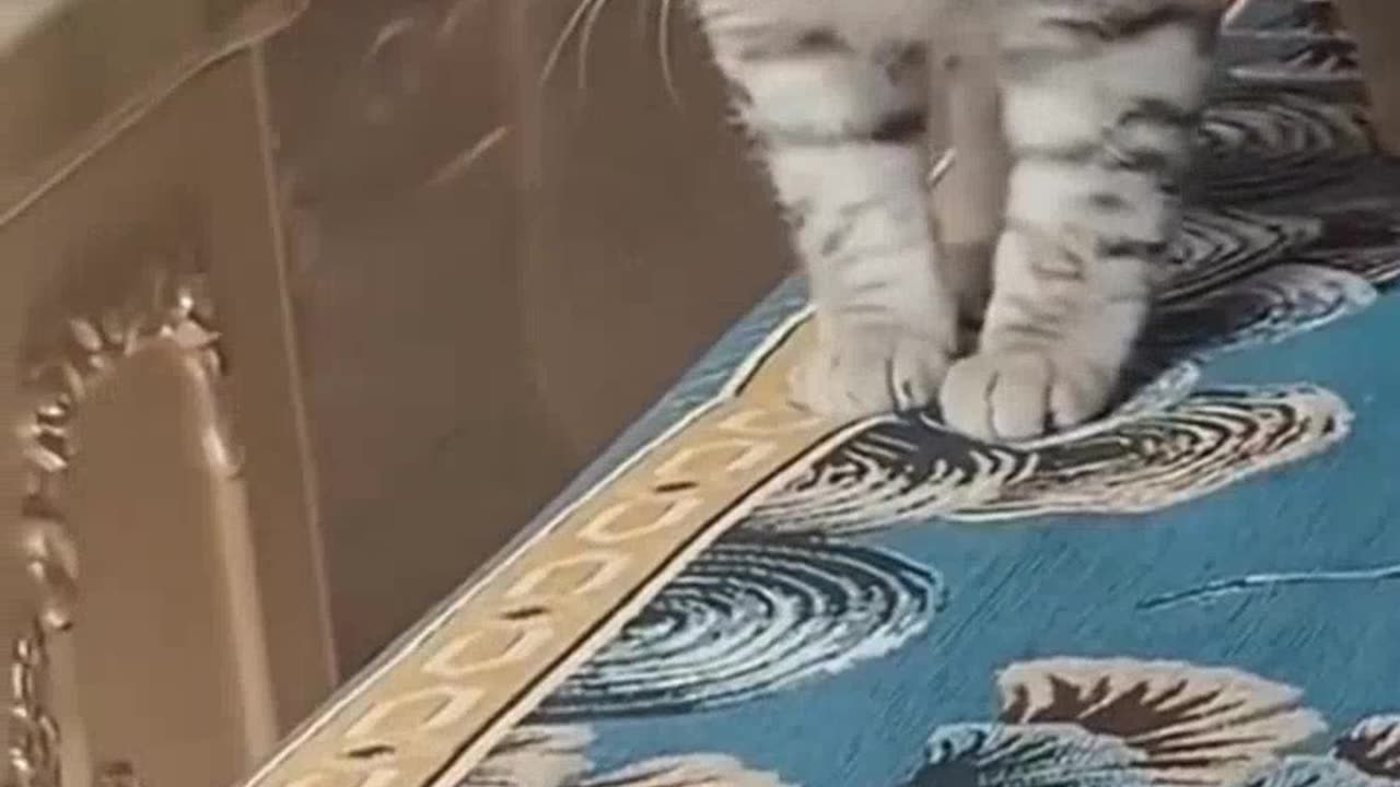 VERY FUNNY CAT THAT ALWAYS CALLS ATTENTION, SHORT VIDEO, FUNNY ANIMALS