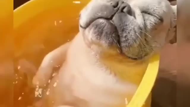 This dog is enjoying a hydro