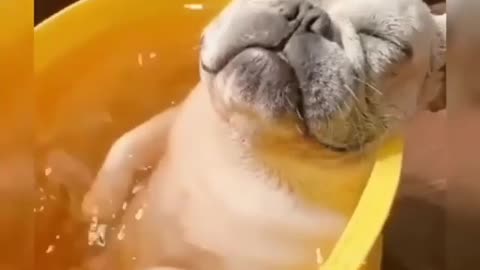 This dog is enjoying a hydro