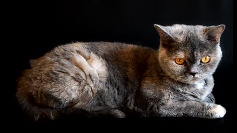 crazy cat with nice eyes and colour wow !