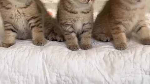 Cat dance