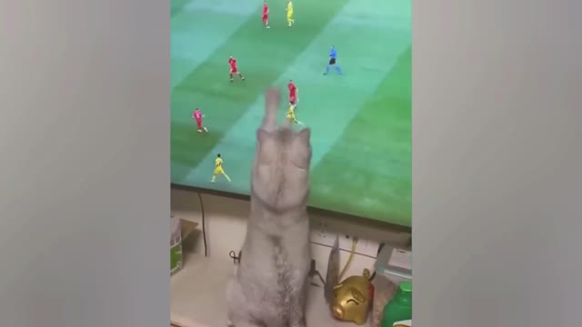 Cat Is Snatching Ball From TV