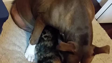 Pitbull nurses cat, 2