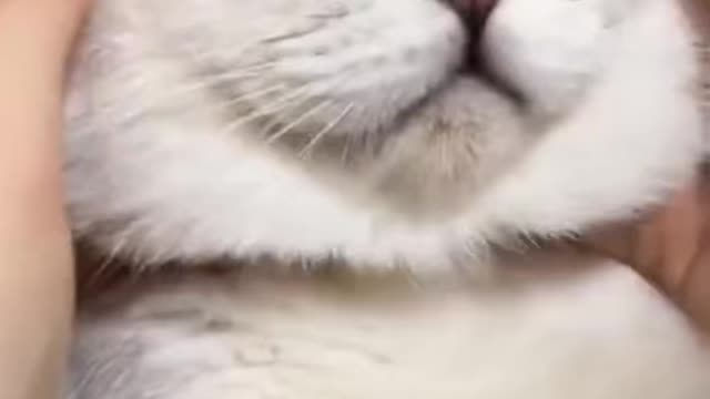 Incredibly Hilarious Animal Moments #6