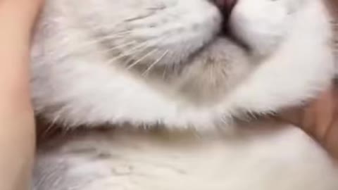 Incredibly Hilarious Animal Moments #6