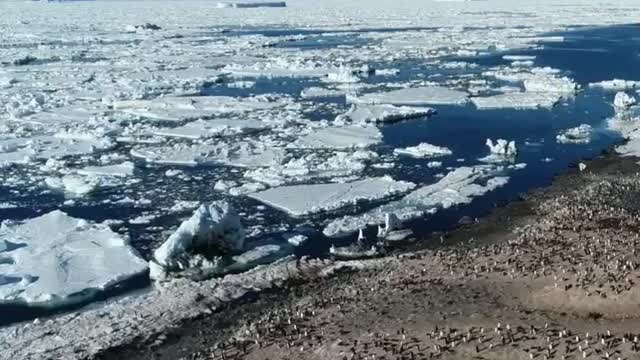 Cape Hallett Adélie Penguin Colony. The sea ice is melting down in summer.