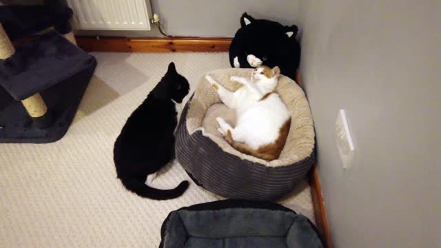 Cat Fight 4K