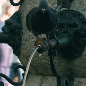 Freedom Or Democaracy