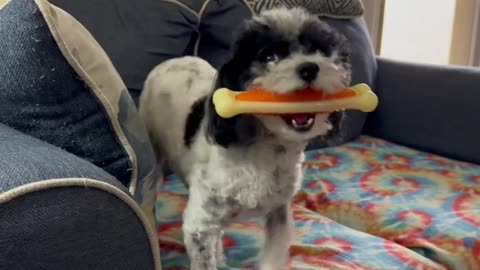 Petey The Poodle Does A Prancy Dance