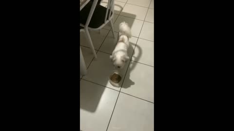 Fluffy dogs funny moments
