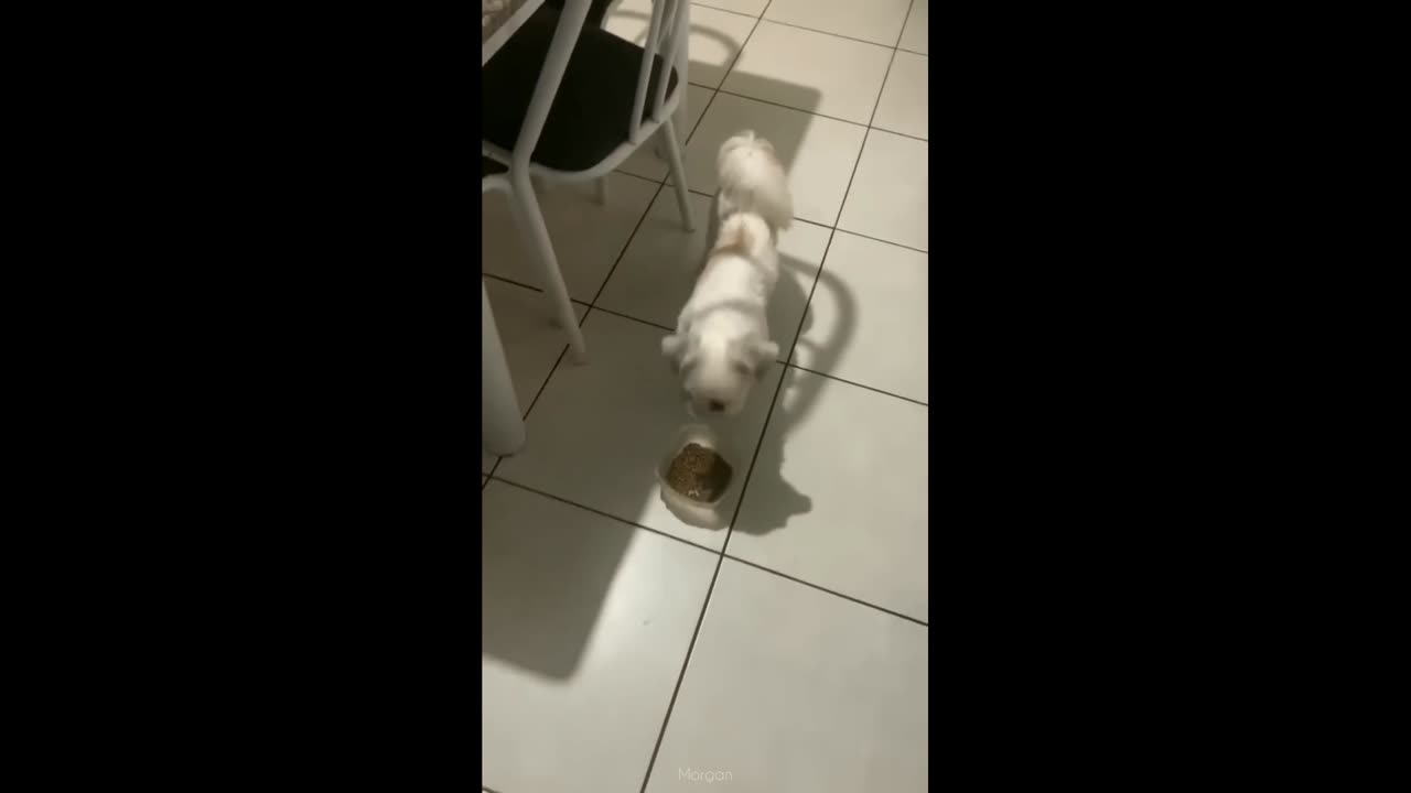 Fluffy dogs funny moments