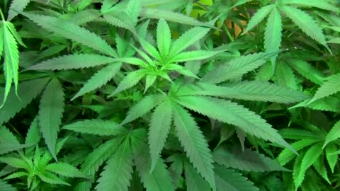 Biden to issue pardons for federal marijuana possession