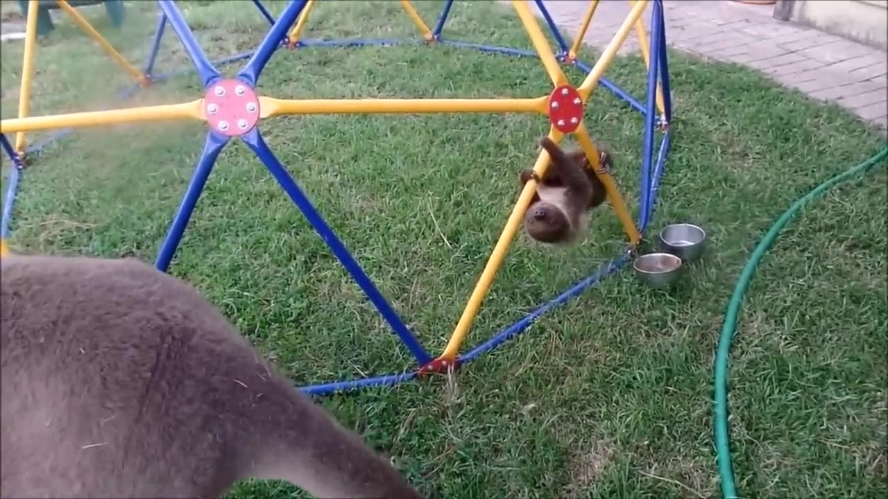 Baby Sloths Being Sloths - FUNNIEST Compilation