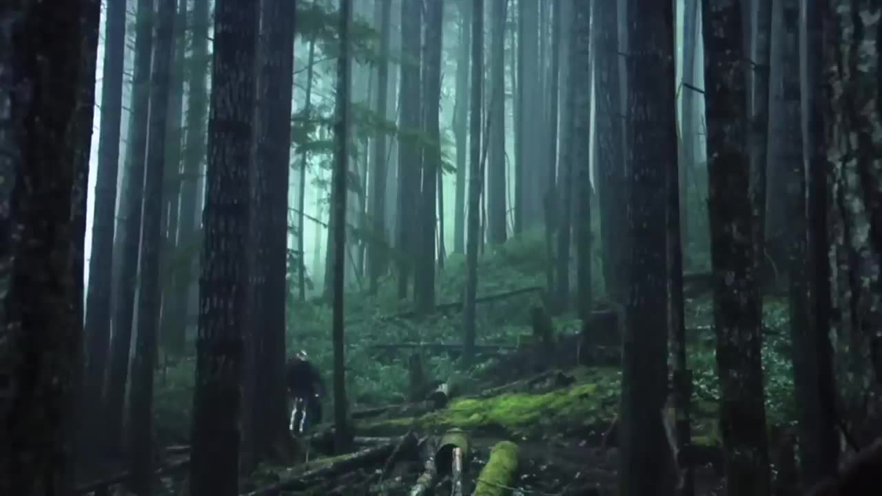 Amazing Freeride Forest