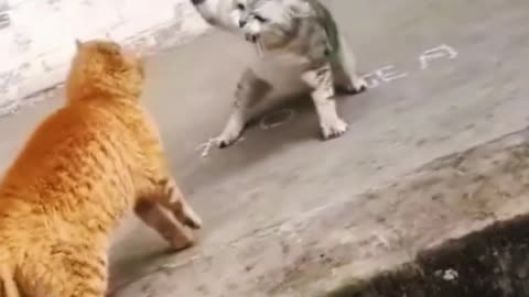Cats fight🤣 animal , cat video
