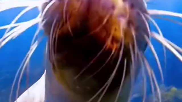 An adorable little sea lion greeted you and kissed your face.