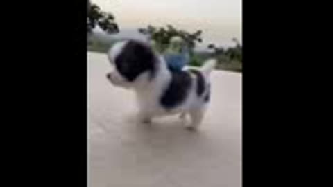 animal cut baby vedeo