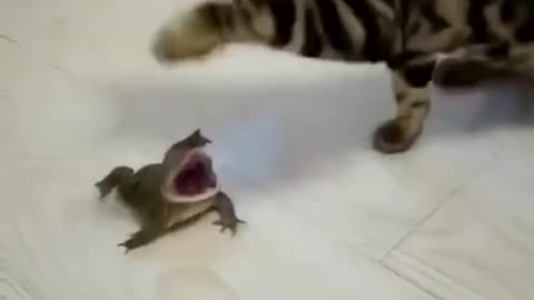 Cats and frogs.