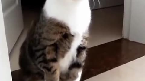 Funny video of beautiful cat