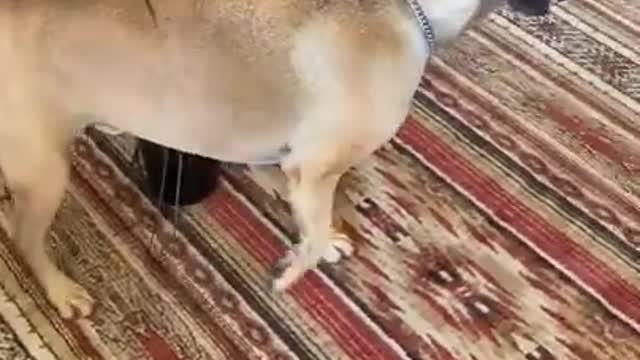 Dog Slowly Moves in Circles Around Potted Plants