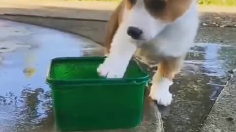 Cute puppy is playing with water in plastic container