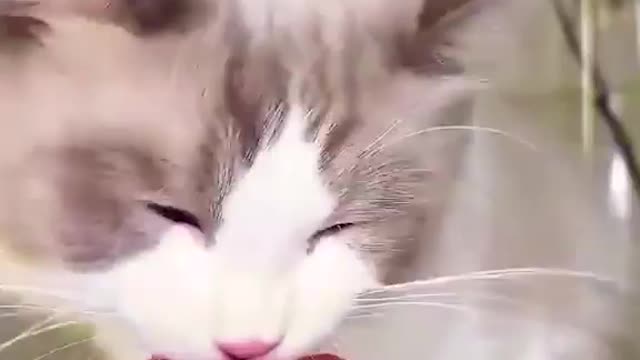 Cat funny videos🐱🐱😂😂cat funny videos2022