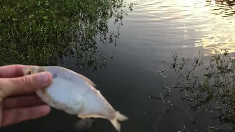 Catfish Like to be Petted