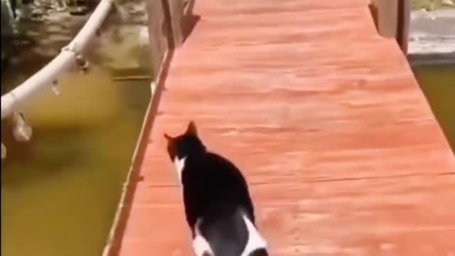 Animal funny video collection PAT4