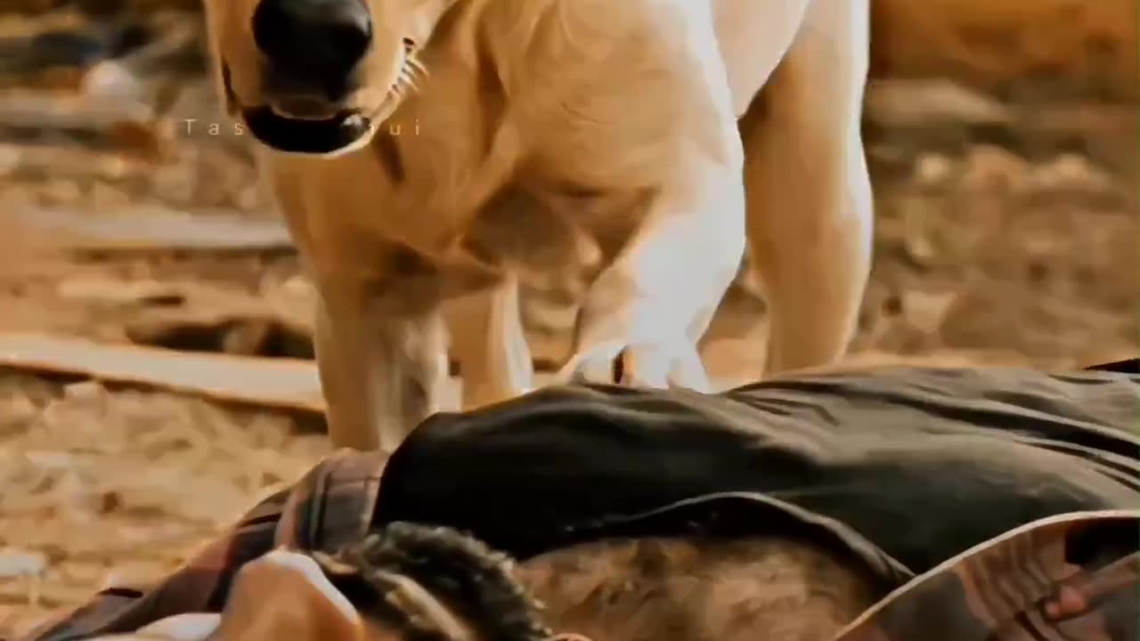 Dog a true friend