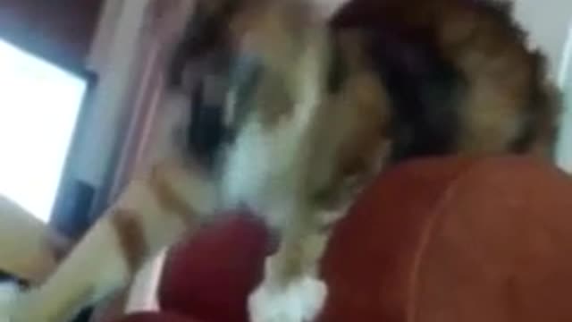 Funny cat