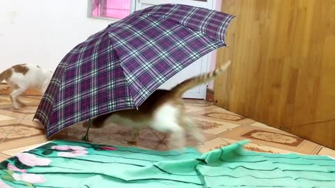 Cats Vs Umbrella