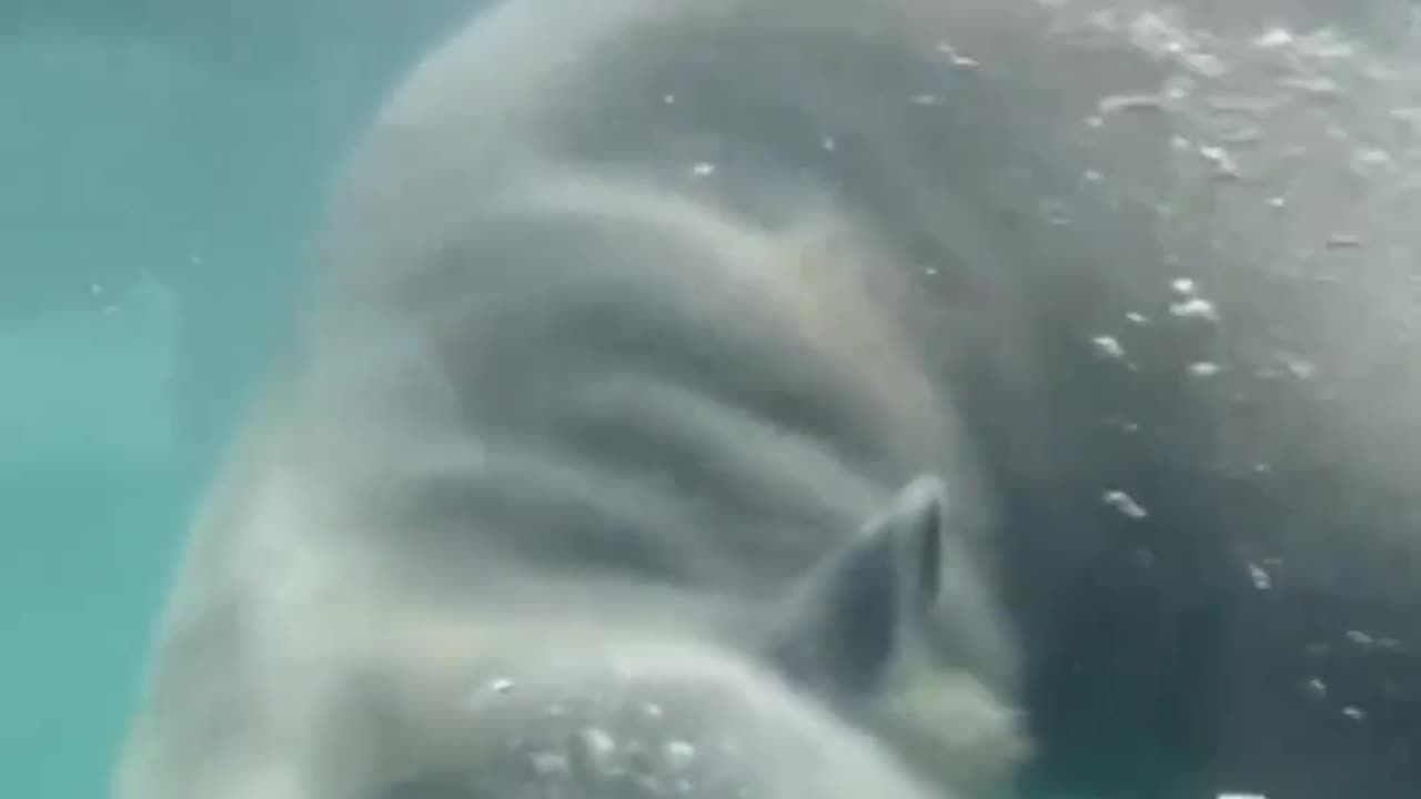 Polar bear swimming