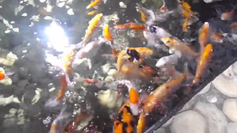 feed beautiful and aggressive ornamental fish part 3