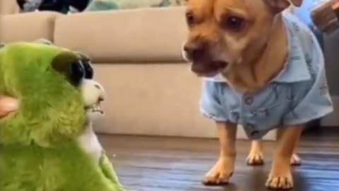 Animals Funny 🤣 Videos 2022 - Cute Cats😹 and Funny Dogs🐶 Videos! #25 #funny #shorts