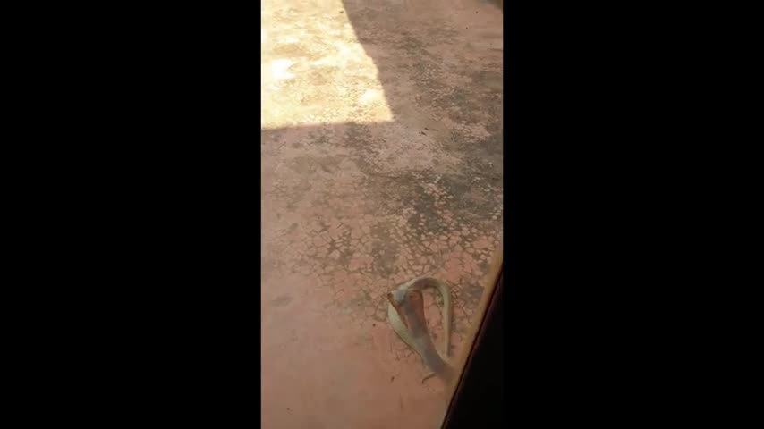 Cobra Tries To Get In Man's House