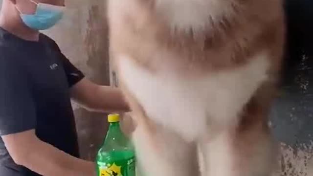 Dog Funny Dog Cute videos Dog Funny Videos