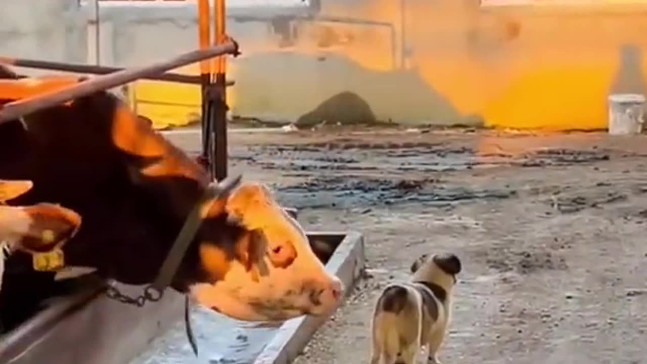 Funny Animal Videos 2023 Best Dogs And Cats Videos 😺😍 #Dog🐶