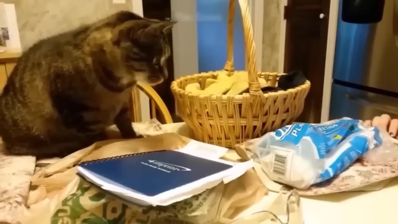 Funny Animals Videos 2023 😂😂 Funniest Dog And Cats