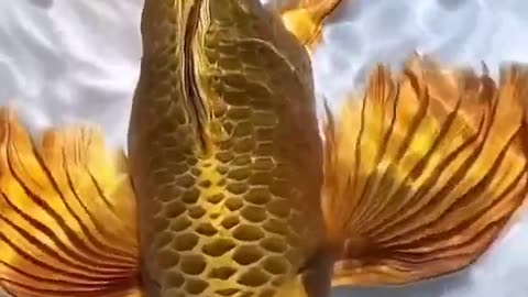 Golden Butterfly Koi