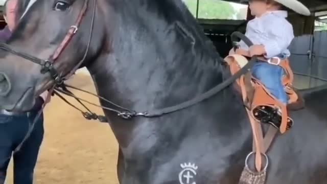 Made your day with these funny and cute Horses | Funny horse videos compilation