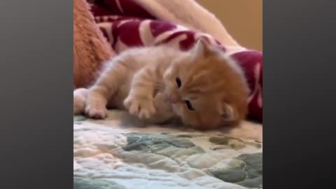 Cute Cat With Family Loving Moment