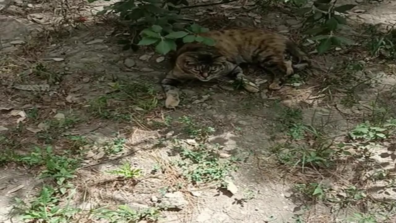 A cute and beautiful cat is resting