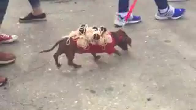how about a spaghetti and meatball Dachshund??? 🍝 🐶