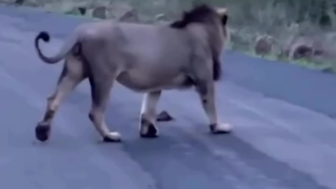 Lion on Road