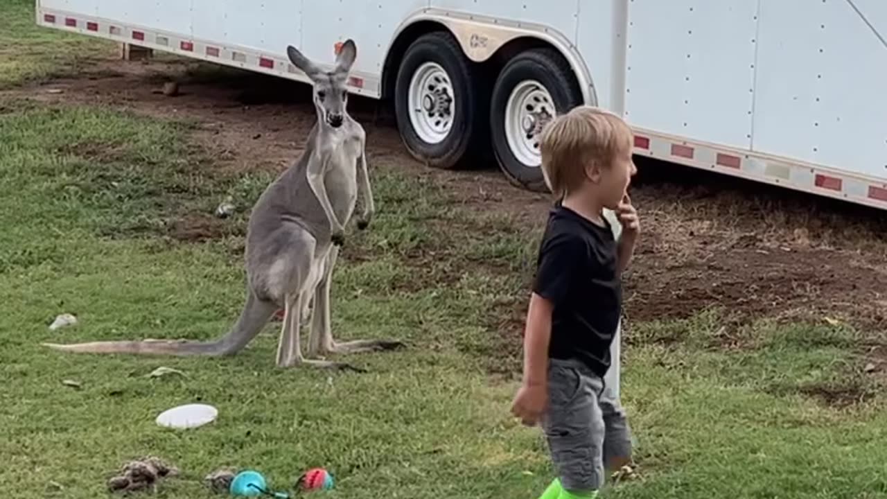 Tetherball With A Kangaroo