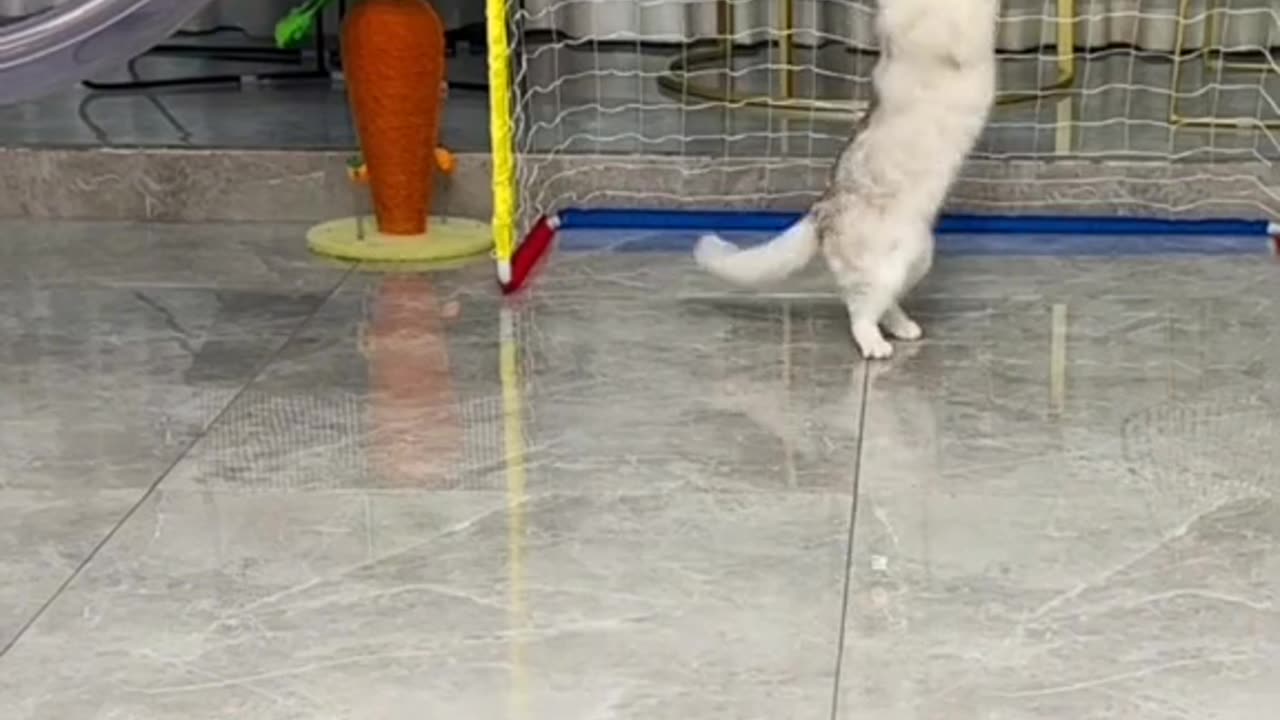 Cat and dog Funny video