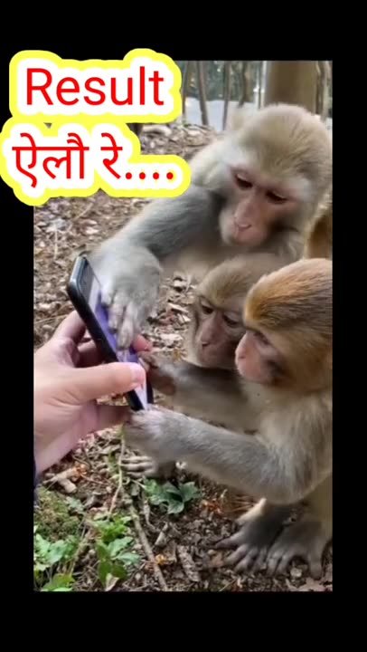 #trending 😂 Funny 🤣 monkey funny video,#shorts ,funny video