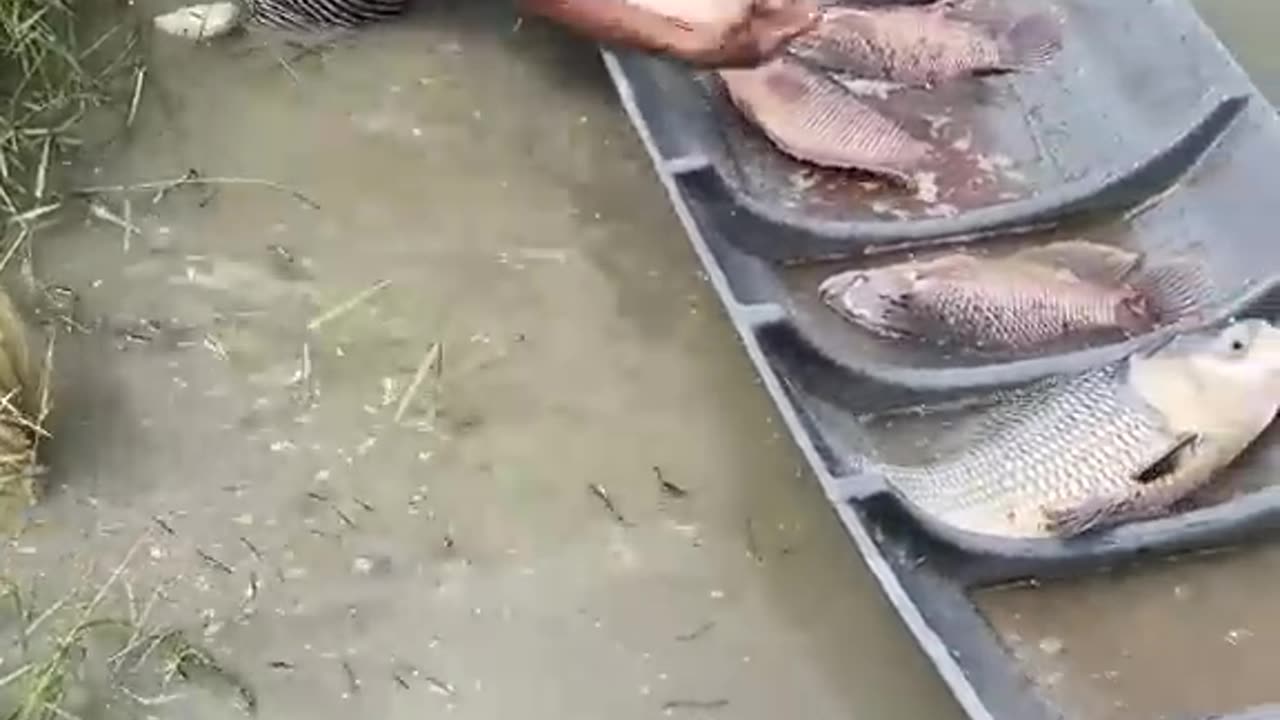 Amazing Fishing Video