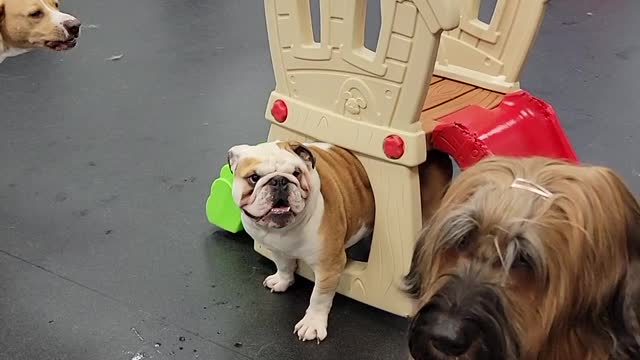 Bulldog's Booty Stuck in Playhouse