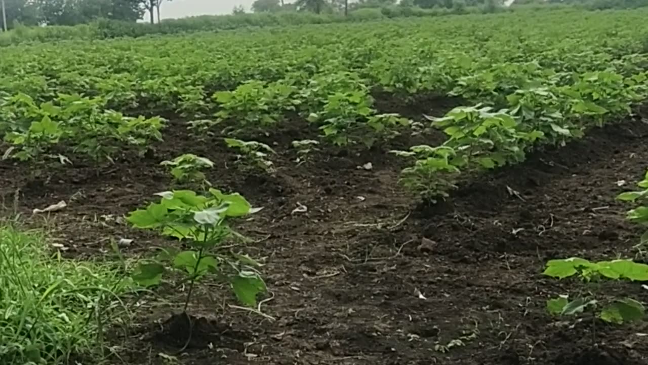 Farmer plant